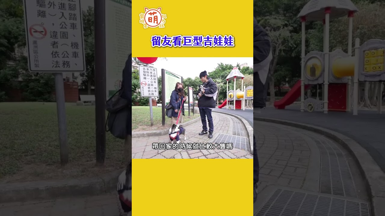 巨型吉娃娃登場!可愛加成無吉限🤩【 #主子好萌 】週三晚上9點準時鎖定YT #萌寵明星粗乃玩 縮圖