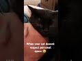 Emma doesn't care about your personal space 😂 #cats #catvideos #funnyvideos