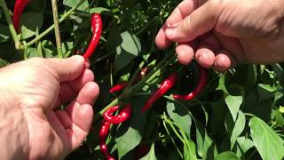 When to Harvest Peppers