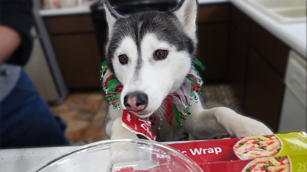 Why Are My Dogs On the Counter? YouTube