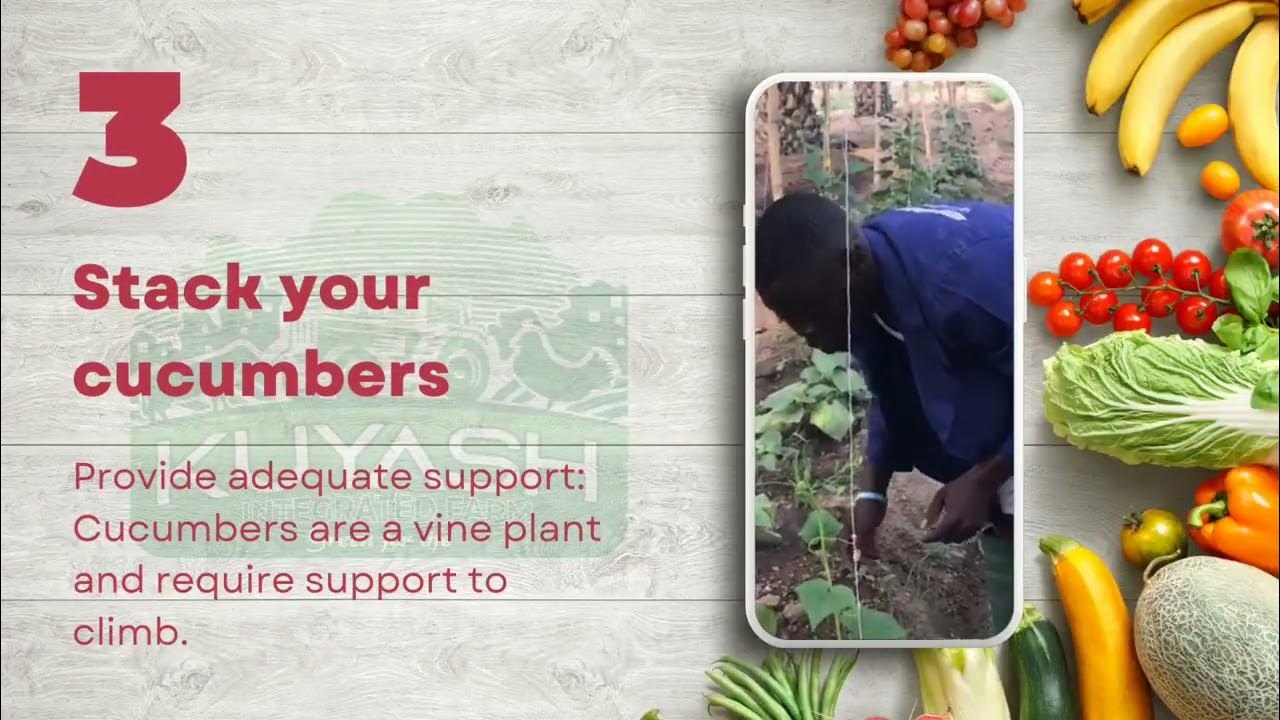 5 tips of growing cucumbers in Nigeria. YouTube