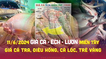 11/6/2024 ✅ Biến động Giá Cá Ếch #ĐBSCL ↗️ Giá Cá Tra, Điêu Hồng, Cá Lóc, Trê Vàng, Kèo, Chẽm, Lươn!