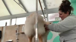 Yogi The CHOW. Hairy Hounds. Dog Grooming UK. Full Groom And Trim. So Much Hair. by Hairy Hounds 1,098 views 3 years ago 10 minutes, 31 seconds