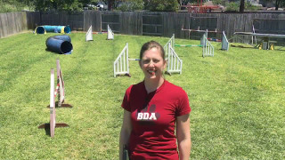 Section from Round 1 of the 2017 AKC World Team Tryouts