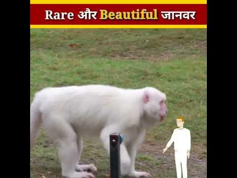 Rare और Beautiful जानवर 😲By Anirdact#shorts - YouTube