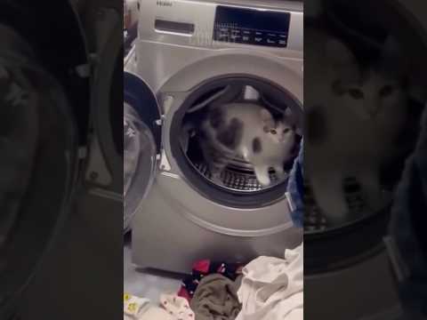 Wait Until You See What This Cat Is Doing 😂