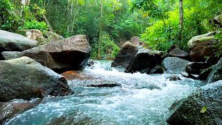 Relax with the sound of forest streams, birds chirping and soothing piano music
