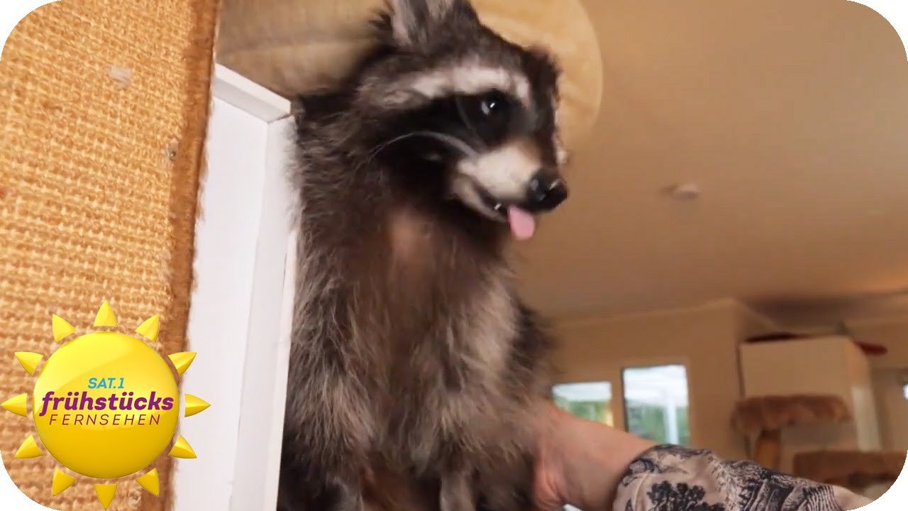 Hilfe, der Waschbär ist da! Was tun, wenn die Nager zur Plage werden | SAT.1 Frühstücksfernsehen
