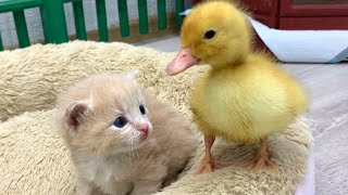 Yellow duckling wants to sleep next to a cute kitten