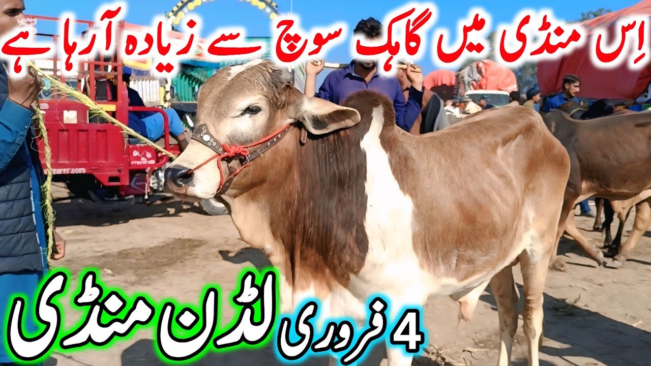 Luddan Cow Mandi Today Latest Update 04-02-2026 - Cow Mandi 2025 - Cholistani Bachre in Ludan Mandi🔥