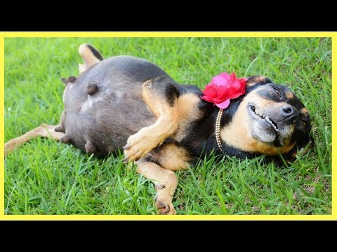 how-long-are-dogs-pregnant?