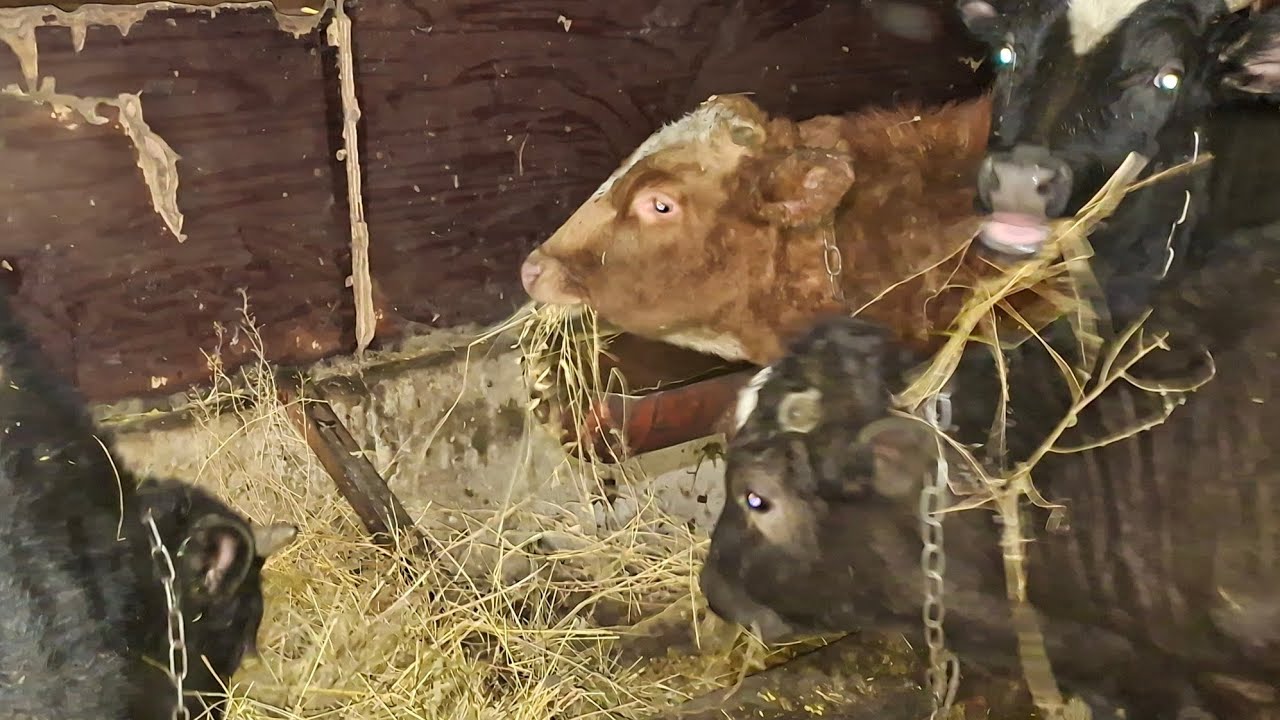 Дела на ферме 5.02.2026