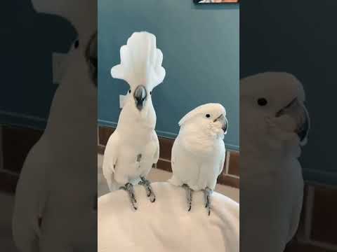Cockatoo Dancing