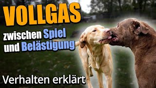 Wildes Spiel und aufdringliches Verhalten in der HuTa