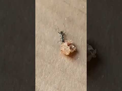 مجاتش بصحا نافس ألحرا مغرب أمزيغي اكسبلور مصر تونس جزائر اوربا لأبطال رجال تحياتي للجميع