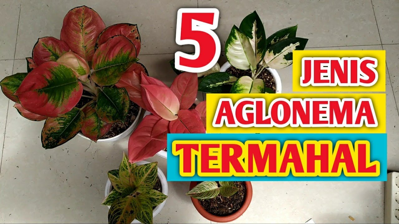 5 JENIS AGLONEMA TERMAHAL