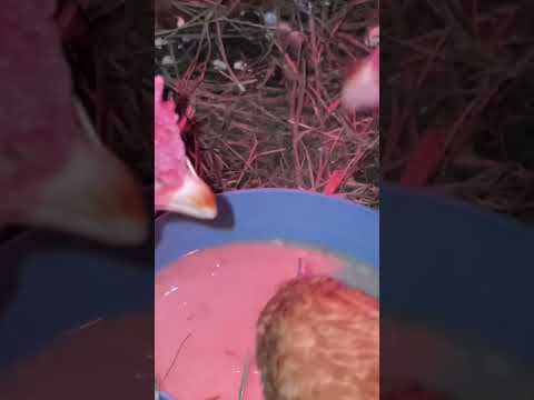 Chicken feed that increase Egg Production during Winter #chicken #farmlife #homesteading #tips