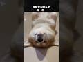 犬の可愛くてたまらない部分だけ集めたら一生見れてしまう！ #犬 #いぬ #動物 #ポメラニアン#ゴールデンレトリバー #コーギー