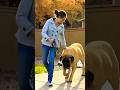 English Mastiff – Der Riese, der Einbrechern das Blut gefrieren lässt!