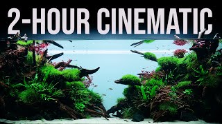 2Hour RELAXATION | 650liter NATURE Aquarium | 4K Cinematic