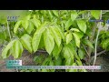 Crește în grădină kaki, rodii, kiwi, lămâi și curmale – AGRO TV News