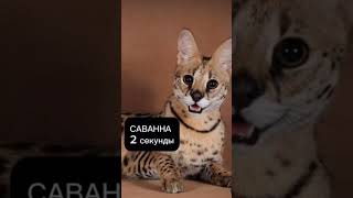Британец всегда готов напасть, не думая долго! Они тоже весьма характерные! 🤔