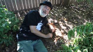 Darwin sniffs the soil