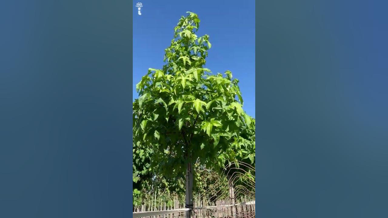 Amerikanischer Amberbaum Liquidambar styraciflua 'Lane Roberts' YouTube