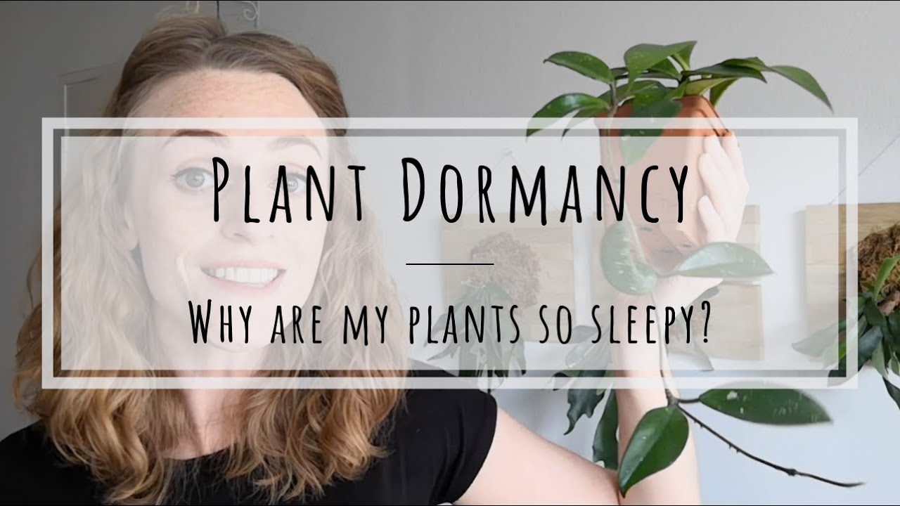 Ako sa starať o spiacu rastlinu