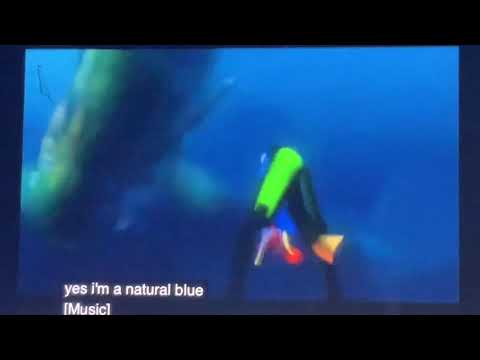 Finding Nemo Marlin and dory’s watch out