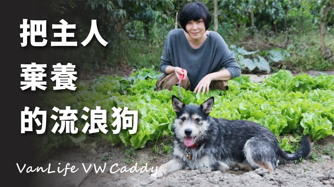 尋找「黑糖」一隻會把主人棄養的流浪狗｜車泊太平老街