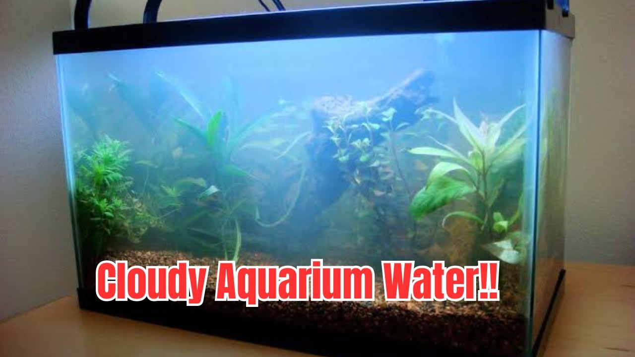 Why is my aquarium water cloudy? RK Pets Aqua YouTube