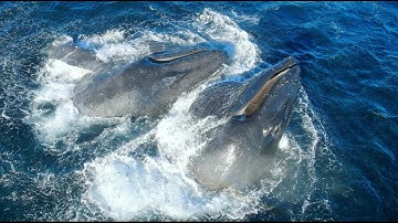 Epic Humpback Whale Lunge Feeding Frenzy in San Diego with Gone Whale Watching