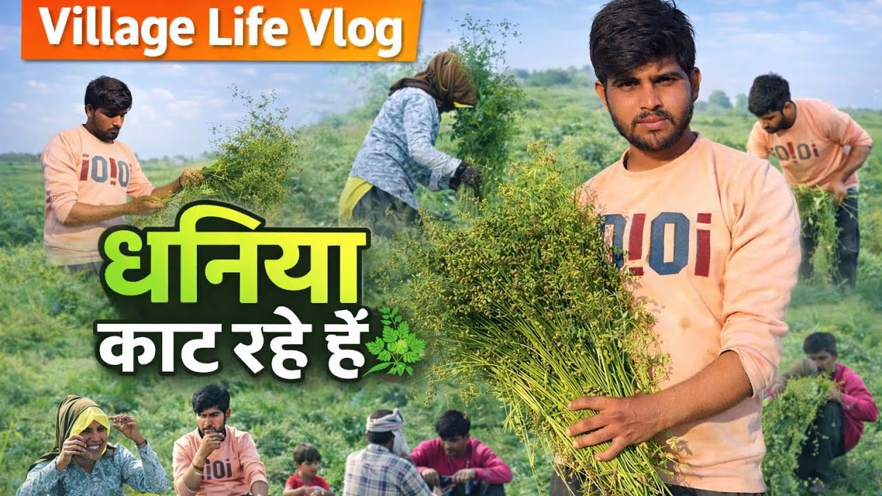 Village life blog video धनिया कांट रहे हैं❤Aadivasi kuwrasingh mawda blog video❤ bhaniya ke dane... 