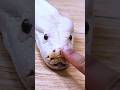 big snake! Is This the World’s Most High-Maintenance Pet? #shorts