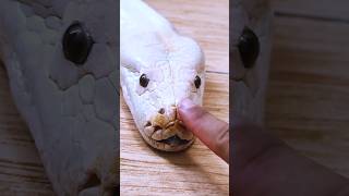 big snake! Is This the World’s Most High-Maintenance Pet? #shorts