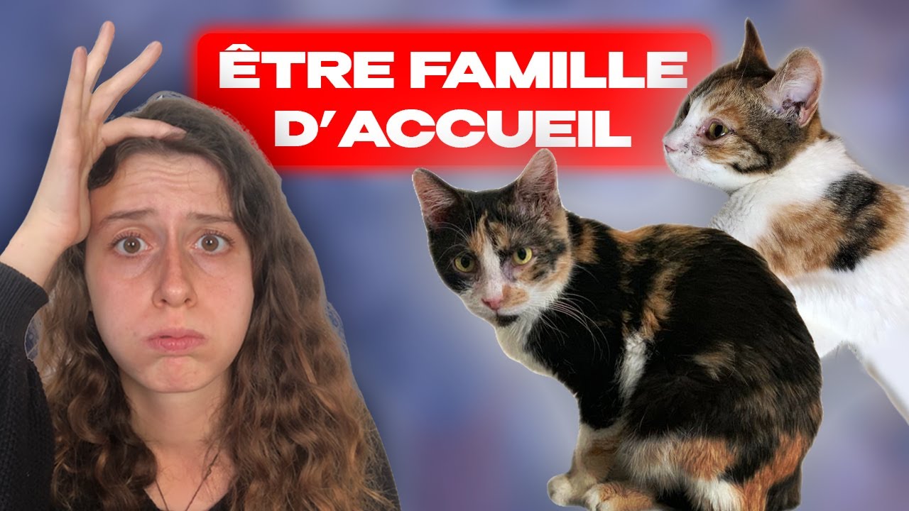JE DEVIENS FAMILLE D'ACCUEIL POUR CHATS
