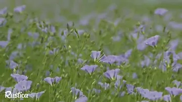 Quelle couleur est la fleur du lin ?