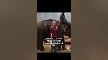 Size of dragons inheritance cycle and eragon lore  #eragon #inheritancecycle #dragons #lore #fantasy