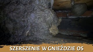 Szerszenie w gnieździe os - usuwanie gniazda - likwidacja gniazda - gniazdo szerszeni