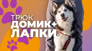 картинка: Как научить собаку Домик и Лапки 🐩 Трюк между ног пошагово
