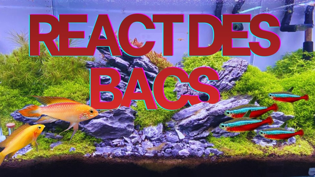 React de vos bacs : y’a du génie… et y’a du crime - FLORE-AQUATIQUE