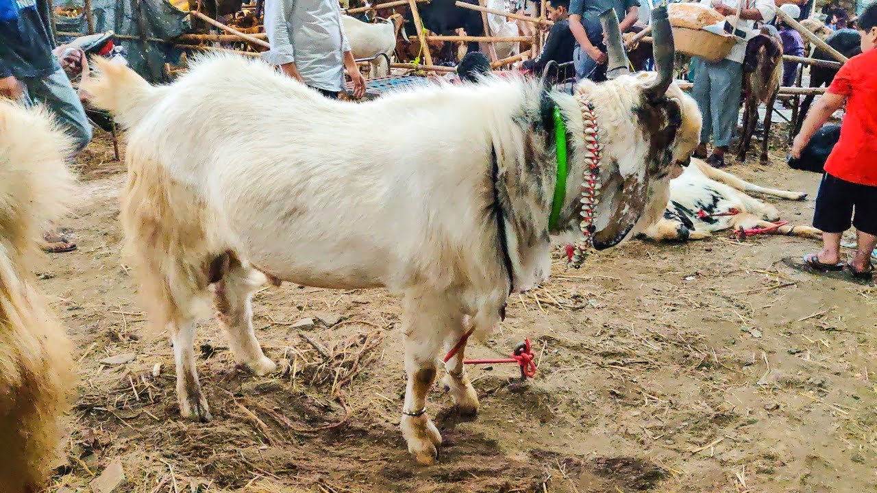 Deonar Bakra Mandi ke Sabse Bade Andul 🔥 Pagal Mandi