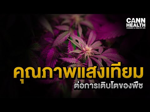 วีดีโอ: สัญญาณของการขาดแสงสำหรับดอกไม้ในร่ม