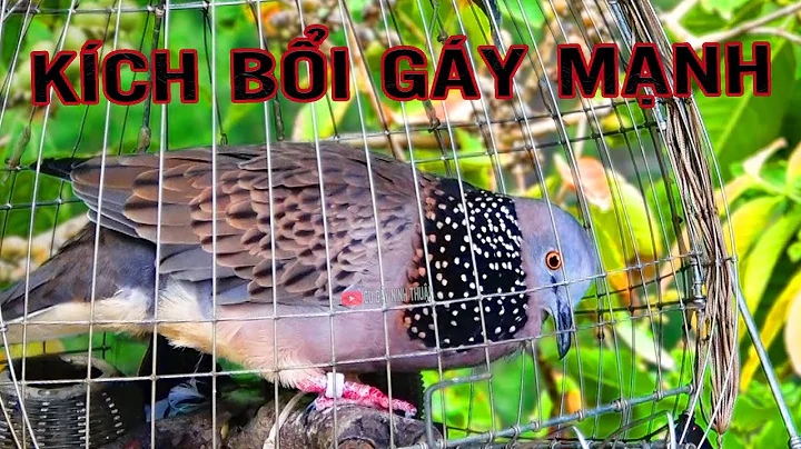 💦CHIM CU GÁY Giọng Hấp Dẫn ĐỦ BÀI [GÁY GỌI,THÚC,GÙ ]Kích Bổi Nhanh Nổi.Cu Gáy.Cu Đất,Cu cườm