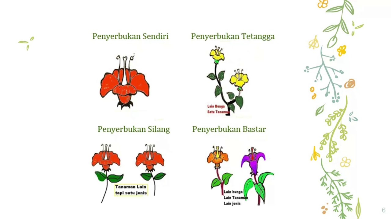 Video Pembelajaran Kelas VI Perkembangbiakan Generatif  