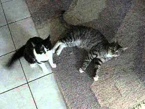 Kater Vs Katze Zwei Katzen Kämpfen