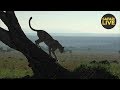 safariLIVE - Sunrise Safari - November 29, 2018