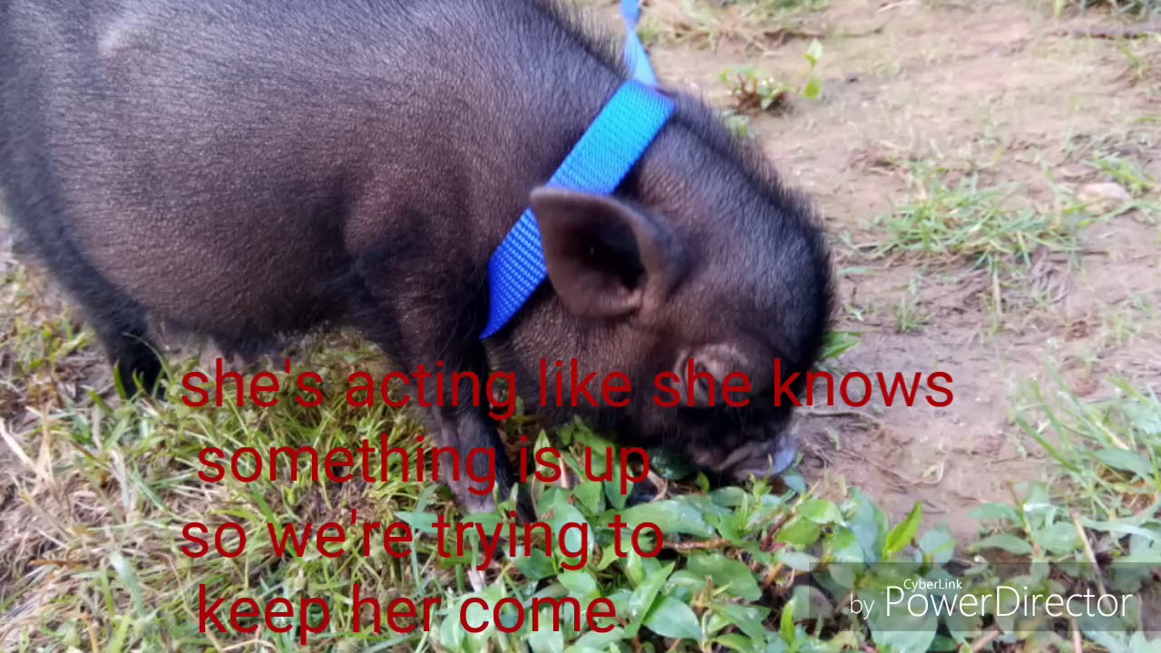 Baby mini pig first time to the vet YouTube