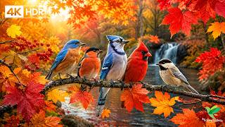 🍂 Birdsong in Autumn 🐦 Relaxing Piano for Deep Sleep and Inner Peace